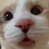 catlover444140